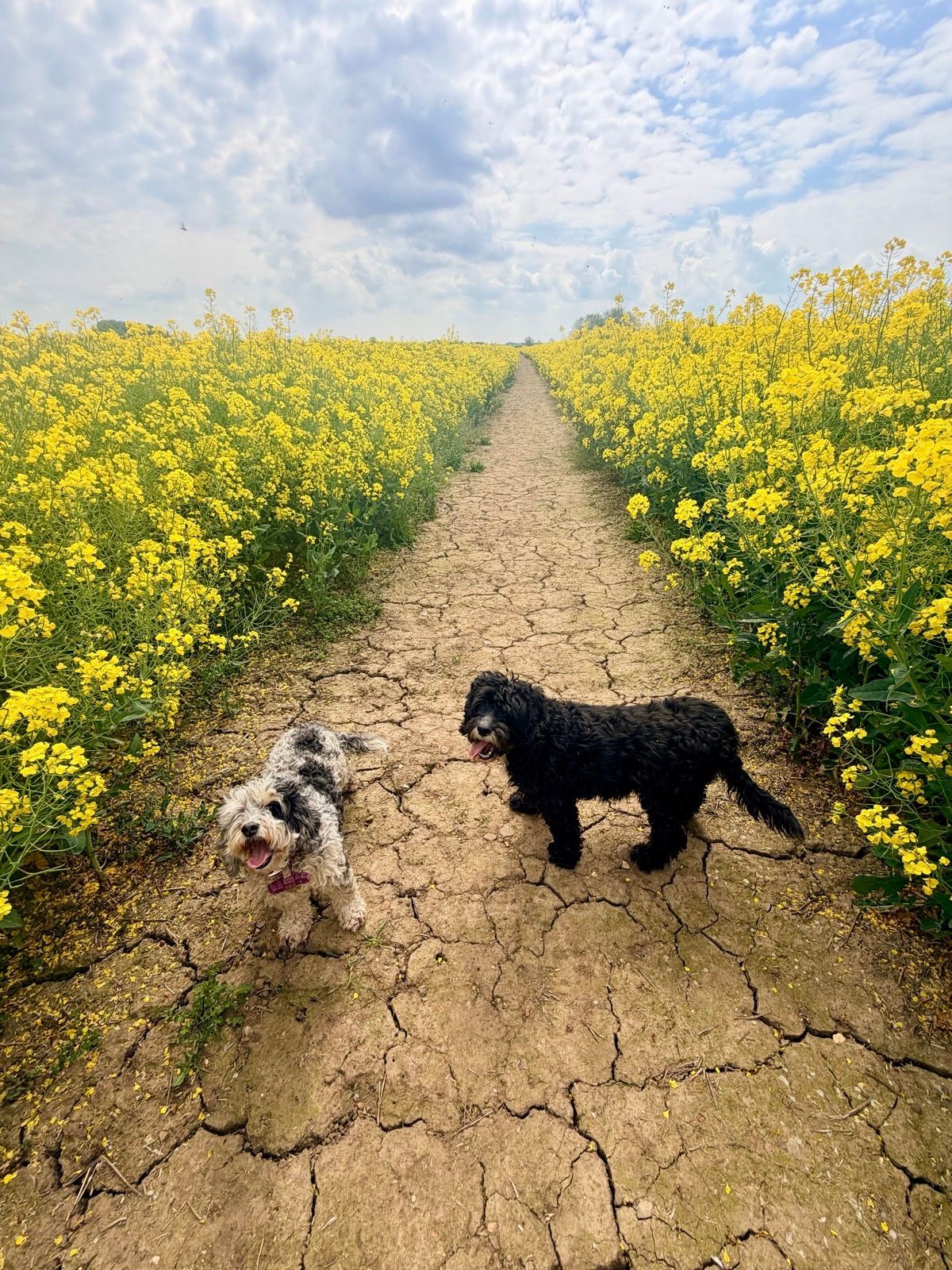 Two dogs on a cracked path between yellow rapeseed fields under a cloudy sky.