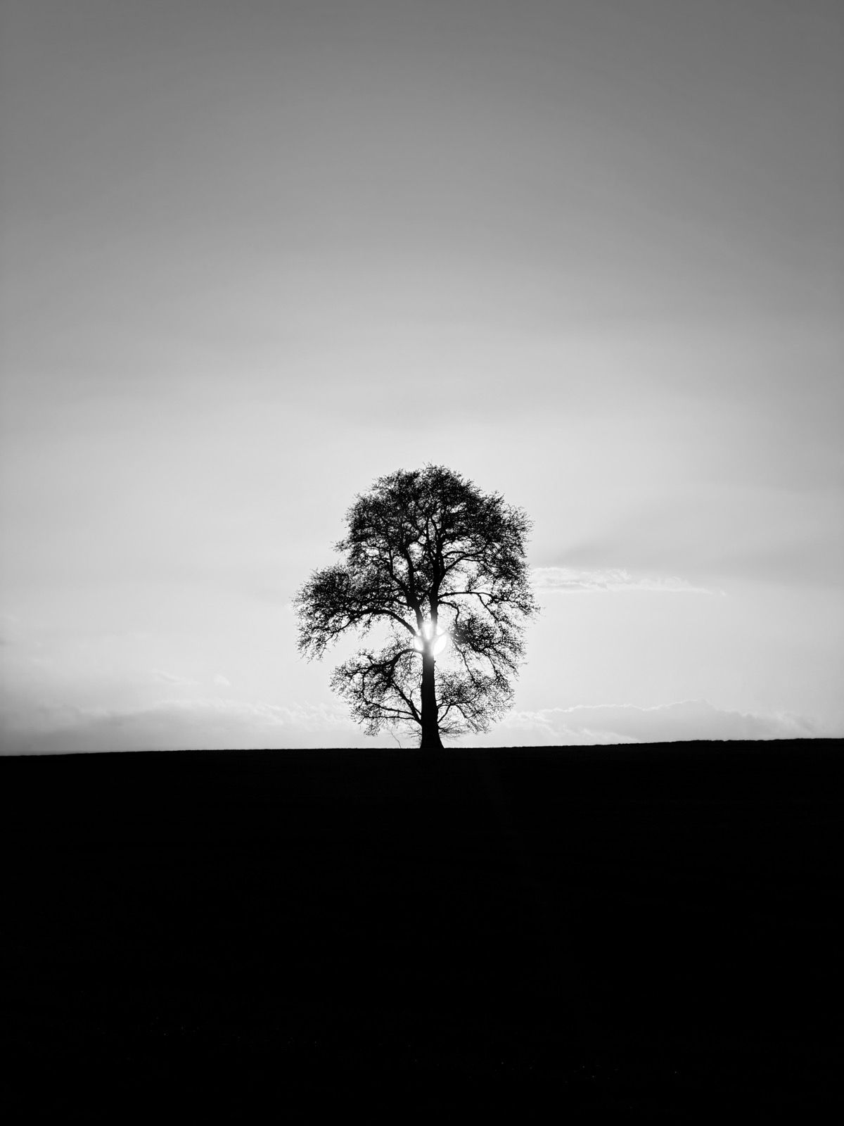 A lone tree silhouetted against a bright afternoon sky.