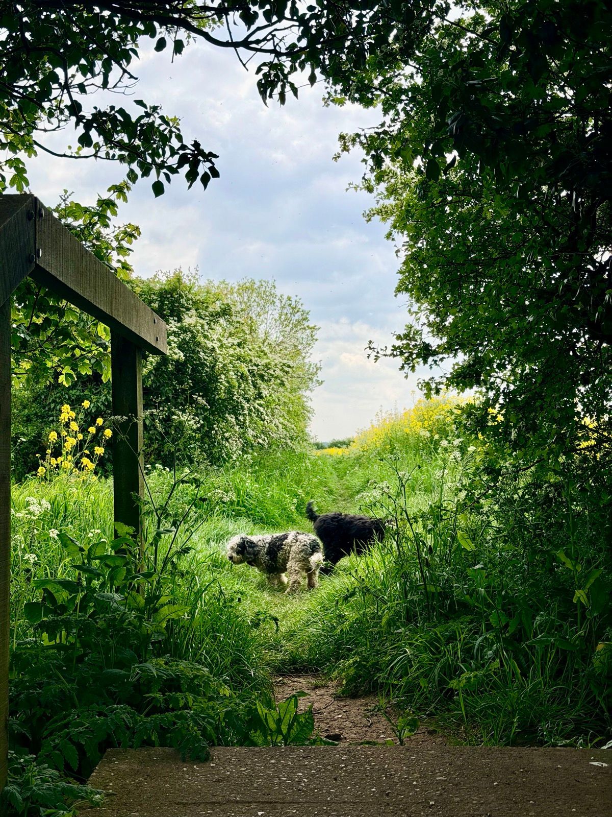 Two dogs stand on a grassy path framed by trees and hedgerow.
