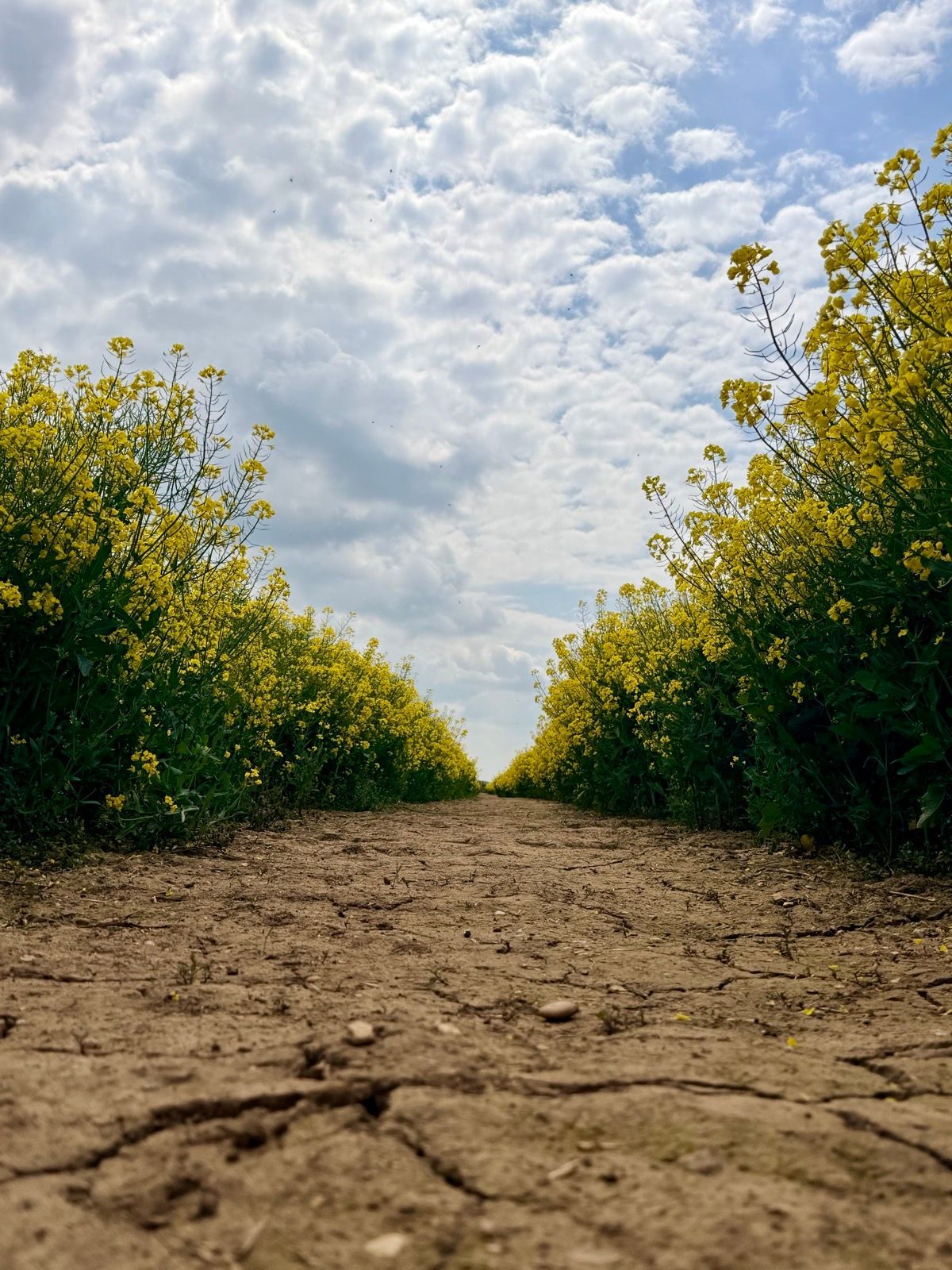 A low-angle view of a cracked path between tall yellow rapeseed plants and a cloud-filled sky.